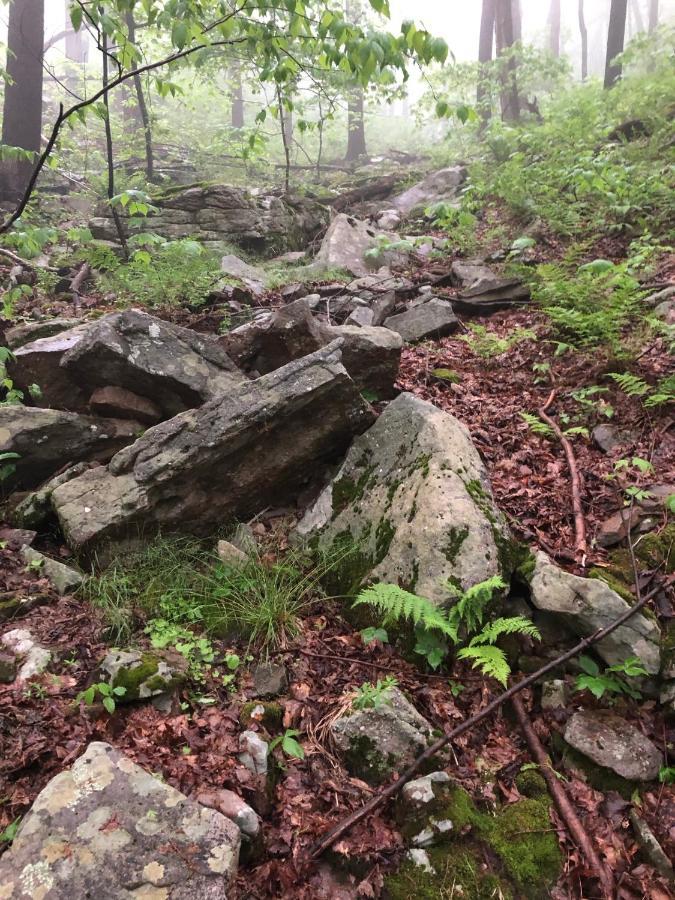 Blue Knob Bear Den Apartamento Claysburg