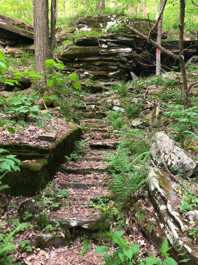 Blue Knob Bear Den